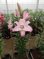 [3451 Pink Step No01.JPG]